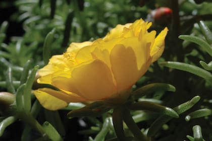 Portulaca grandiflora. Es una especie endémica de la Argentina, Brasil, Paraguay y Uruguay.