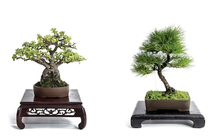 Portulacaria afra (izquierda) se destaca por su conicidad. El pino negro (derecha), por su suave dinamismo y su corteza.
