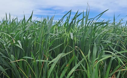 “Posee además un alto contenido de pepita (grano sin cubiertas) que es otra cualidad muy deseada por la industria procesadora de avena. Tiene buen comportamiento a enfermedades de las hojas como roya de hoja y es moderadamente susceptible a roya de tallo", dijeron