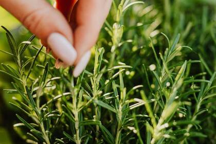 Posee importantes propiedades para la función cerebral