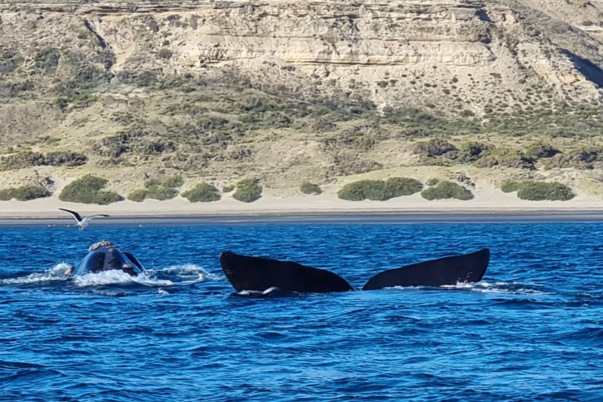 Posición de galeón, cuando la ballena franca austral saca la cabeza y la cola del agua para que la cría descanse sobre su lomo