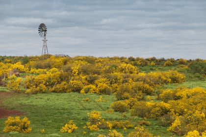 Postal clásica del campo correntino: la María Mola o Primavera, un Senecio (brasiliensis) que florece entre agosto y octubre.