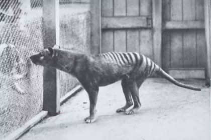 Postal del tigre de Tasmania del Hobart Zoo de 1928