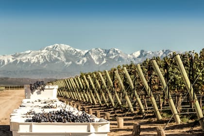Postal mendocina: viñedos de Malbec en Luján de Cuyo