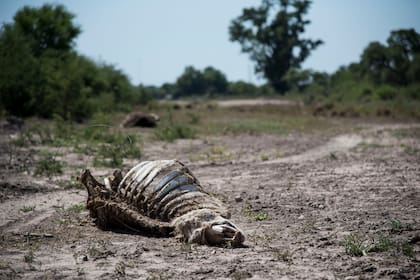 Postal que se repite: animales muertos en medio de la sequía