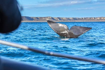 Postal típica: la cola de una ballena se asoma durante un avistaje embarcado desde Puerto Pirámides