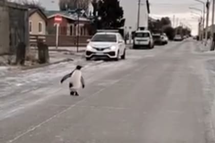 Postales de la ola polar: un pingüino caminado por las calles de Río Grande, en Tierra del Fuego