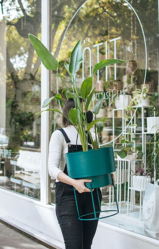 Pötit Lab, un local con lo más trendy en decoración con plantas.