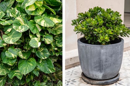 Potus y crassula ovata, dos plantas a las que se les atribuyen simbolismos