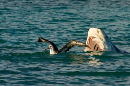 Prácticamente, casi no hay nada que esté fuera del menú de los tiburones tigre