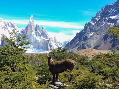 Practicarán un monitoreo térmico a la población de huemules