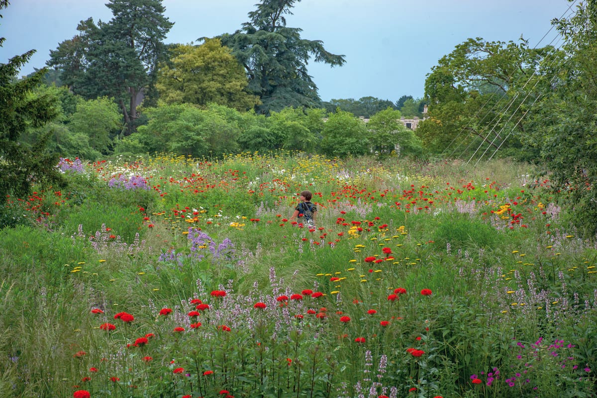 Una pradera diseñada por Nigel Dunnett en Trentham Gardens, Inglaterra.