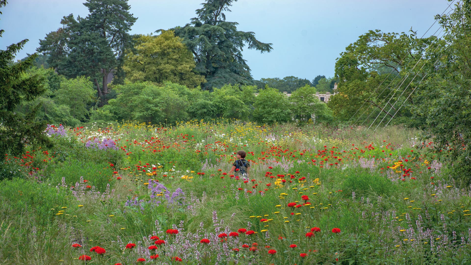 Una pradera diseñada por Nigel Dunnett en Trentham Gardens, Inglaterra.