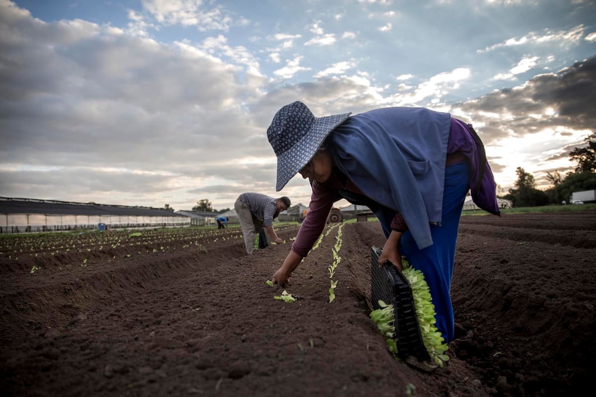 Precarizados y orientados a actividades que no realiza la población local, los migrantes sufren diferentes tipos de prejuicios; en la imagen, horticultores de la comunidad boliviana de Escobar