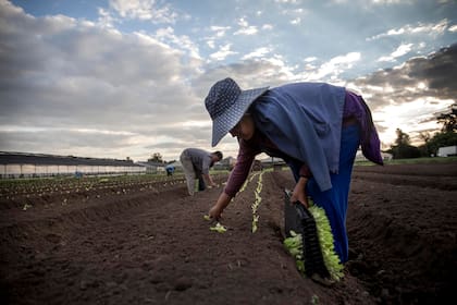 Precarizados y orientados a actividades que no realiza la población local, los migrantes sufren diferentes tipos de prejuicios; en la imagen, horticultores de la comunidad boliviana de Escobar