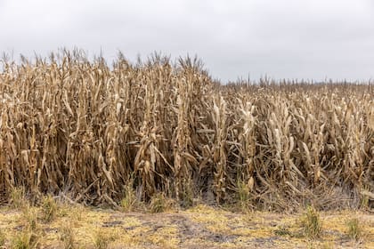 PRECEON incorpora híbridos de maíz de baja estatura, con plantas entre un 30% y un 40% más bajas que los materiales estándar, diseñadas para mejorar la accesibilidad y la protección del cultivo.