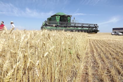 Precios altos y trabajos de inverstigación para mejorar la productividad y la calidad de los cultivos sustentan el buen momento del trigo en Brasil