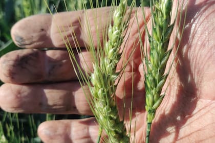 Precios de exportación del trigo ruso suben por la demanda persistente