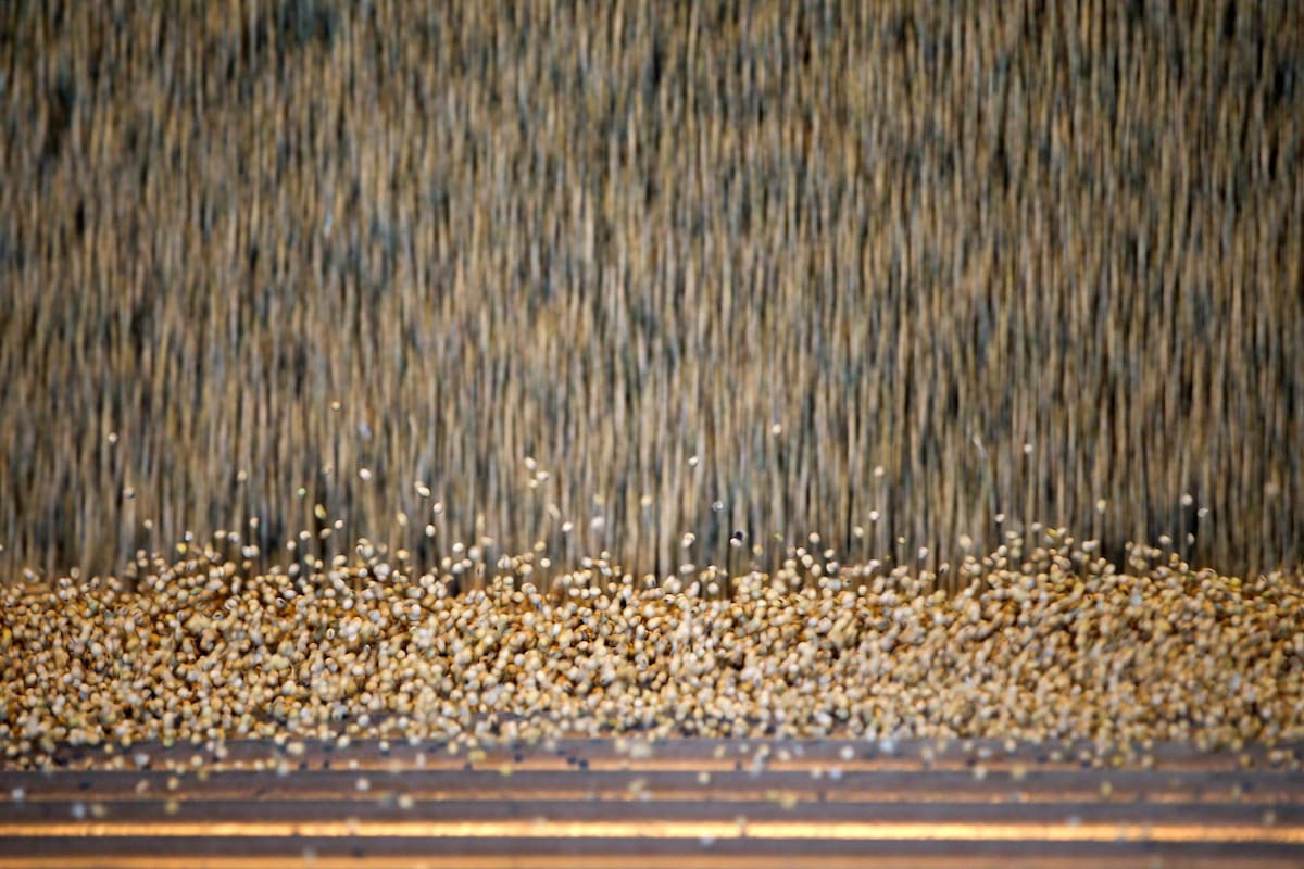 Precios sin freno para la soja y el maíz Compras chinas y existencias globales que se agotan, las claves detrás de la escalada alcista en Chicago