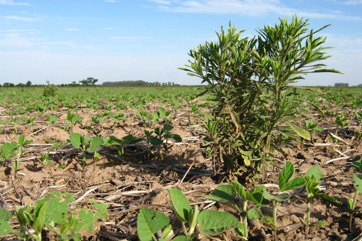 Preocupa el crecimiento de las malezas