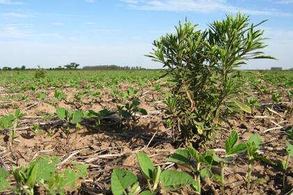 Preocupa el crecimiento de las malezas
