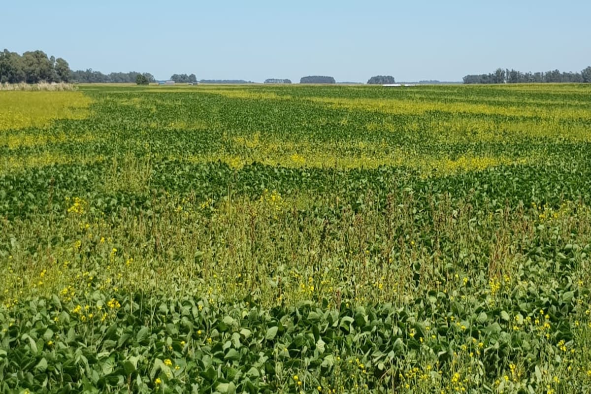 Preocupa la expansión de malezas