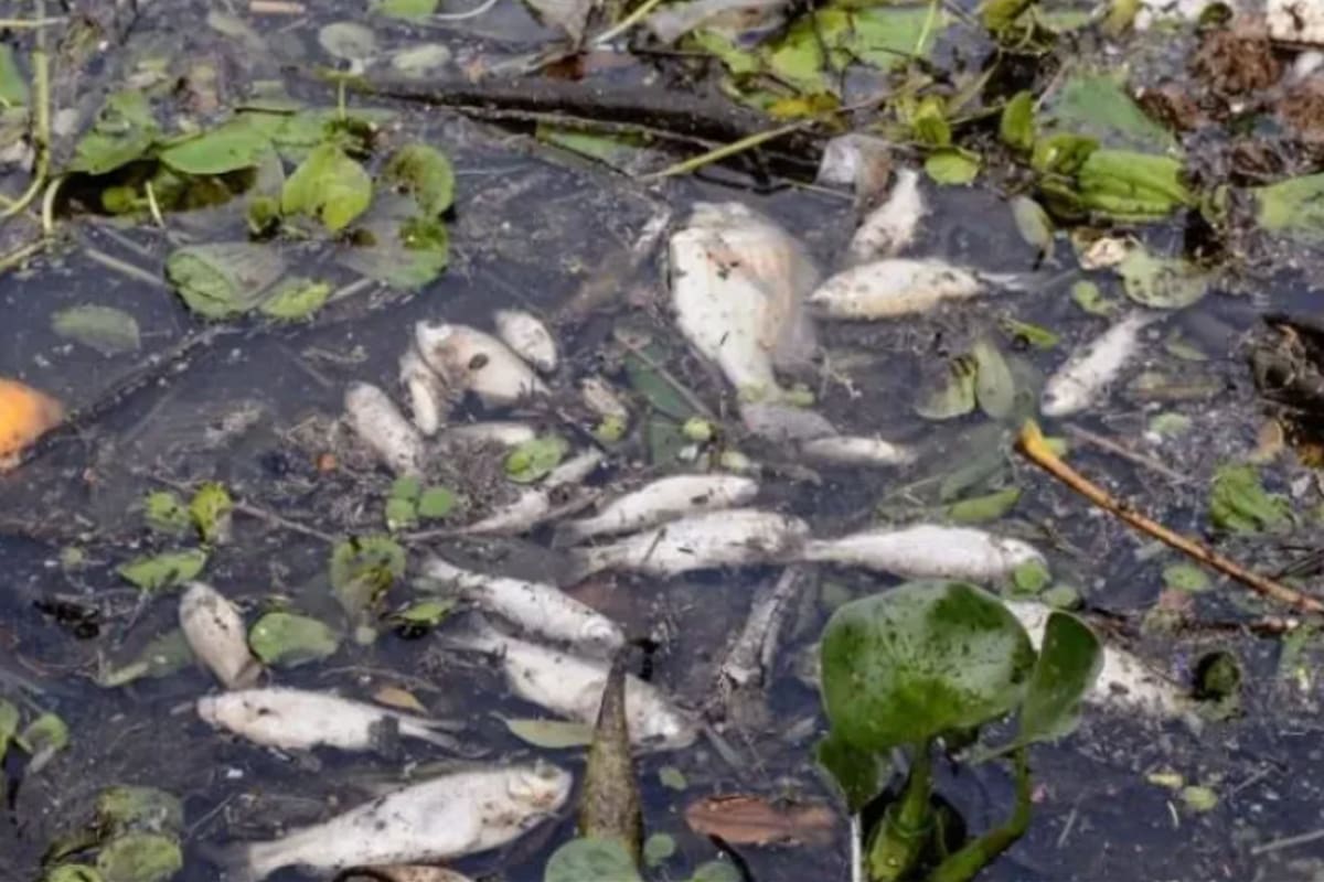 Preocupación en Misiones: aparecieron decenas de peces muertos en la costa de Posadas