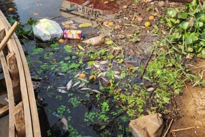 Preocupación en Misiones: aparecieron decenas de peces muertos en la costa de Posadas