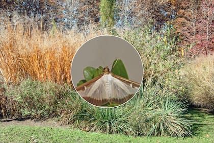 Preocupación en Pensilvania por la aparición de polillas