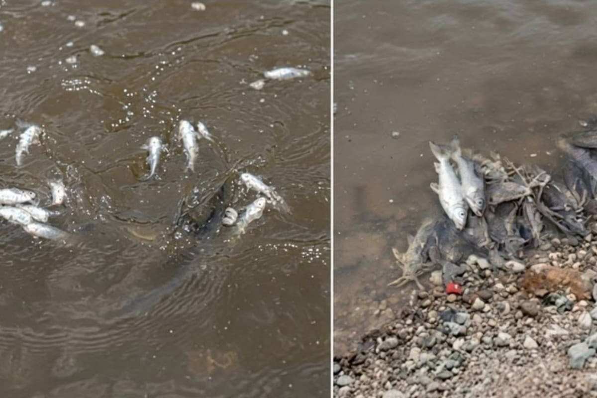 Preocupación en Tucumán: aparecieron decenas de peces muertos en un río.