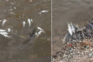 Encuentran decenas de peces muertos en un río de Tucumán