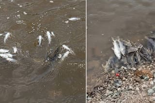Encuentran decenas de peces muertos en un río de Tucumán
