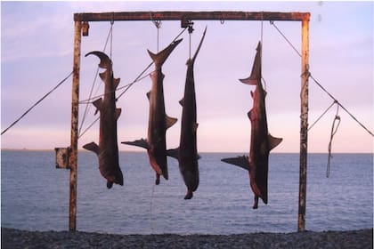 Preocupante disminución de grandes tiburones en Argentina