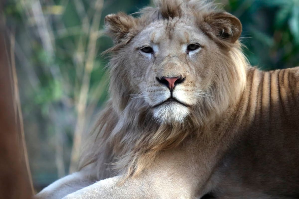 Preparan el traslado de más animales del zoo y mejoran recintos para los que se quedan