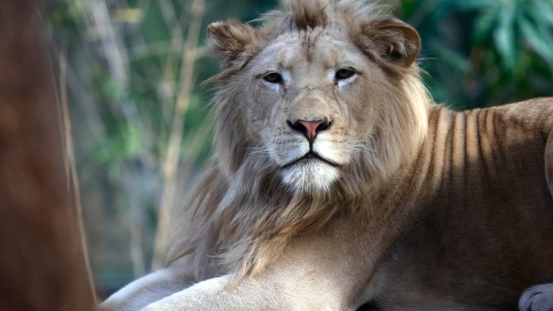 Preparan el traslado de más animales del zoo y mejoran recintos para los que se quedan