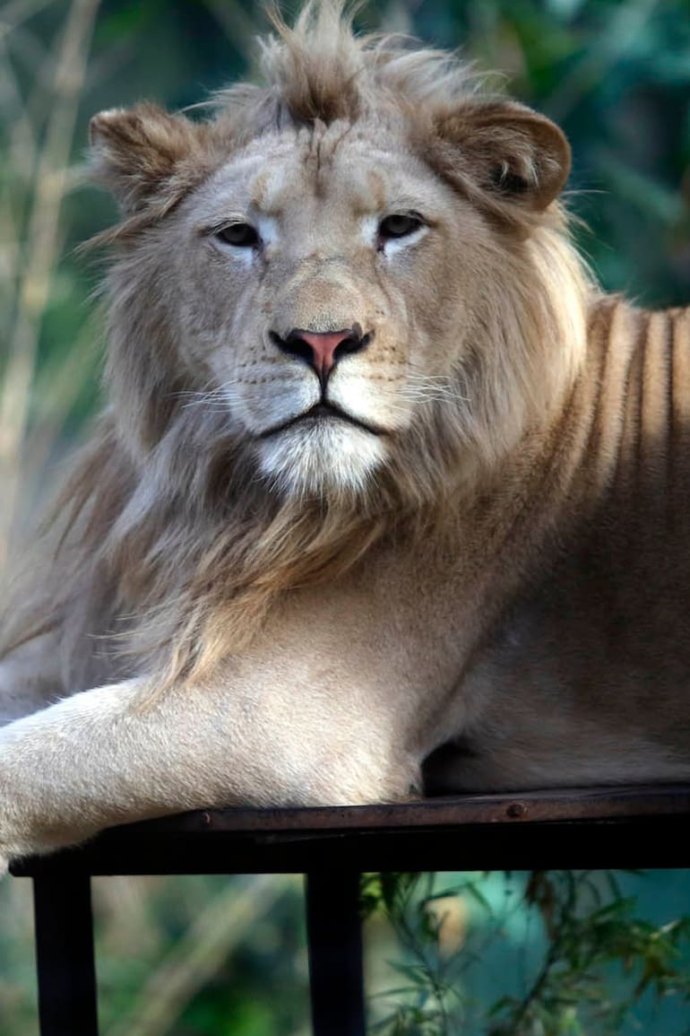 Preparan el traslado de más animales del zoo y mejoran recintos para los que se quedan