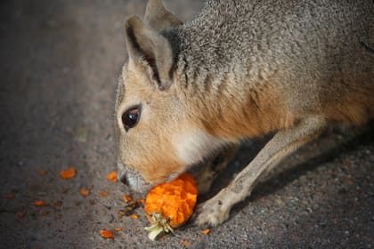 Preparan el traslado de más animales del zoo y mejoran recintos para los que se quedan