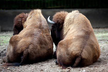 Preparan el traslado de más animales del zoo y mejoran recintos para los que se quedan