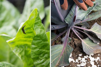 Preparar huevo picado y colocarlo alrededor de las plantas para combatir caracoles y babosas