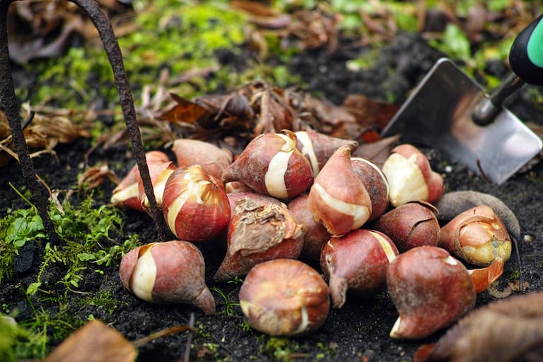 Preparation for spring season in garden, pink tulips and yellow daffodils bulbs, flowerbed in March or April