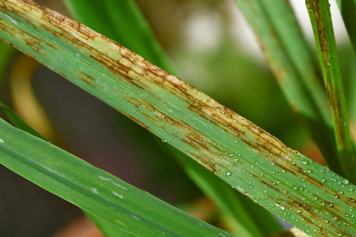 Presencia de mancha en red. Foto: Carmona M. y Di Núbila S.