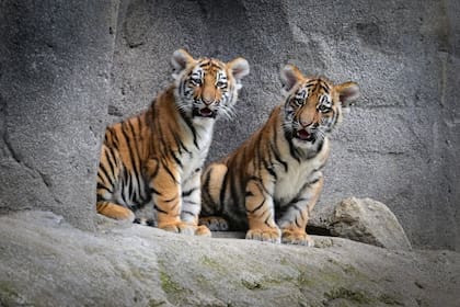 Presentan en público a dos cachorros de Amur en un zoo de Alemania