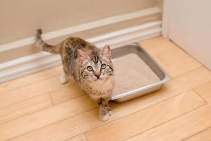 Presta atención a estas señales para mejorar la calidad de vida de tu gato