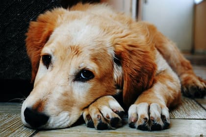 Prestar atención a las acciones de los animales pueden ser fundamental (Foto Pexels)