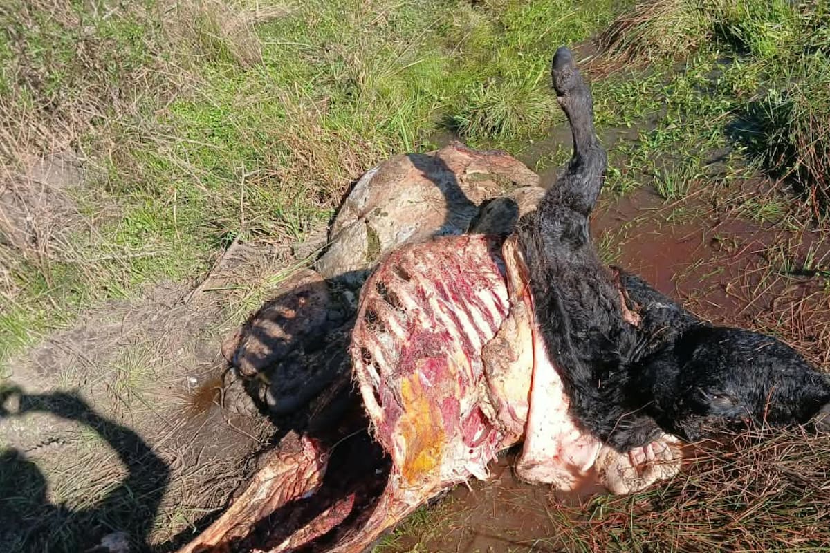 Prevero trabaja unas 200 hectáreas cerca de Bovril, Entre Ríos; en pocas semanas le faenaron seis vacas y tres terneros