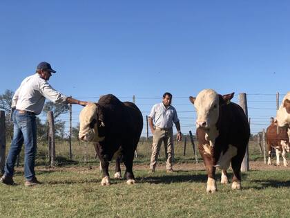 Previo a la expo, Daniel Moritz observa los animales que irán a la competencia