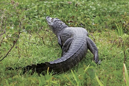Primavera es ideal para visitar el zoológico a cielo abierto más grande la Argentina