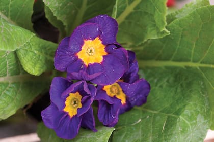 Primavera. Para prolongar la floración, es recomendable cortar las flores y las hojas secas de la roseta.
