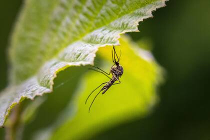 Primavera y verano son las épocas en que los mosquitos pueden ser una presencia permanente en el jardín. Existen plantas que los repelen y evitan el uso de productos químicos.