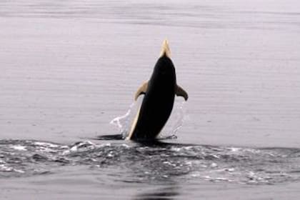 Primer avistamiento oficial de delfín liso en el Estrecho de Magallanes, científicos chilenos encontraron un cetáceo que no había sido registrado en el Océano Austral